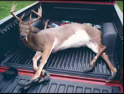 deer feeding fatally deform