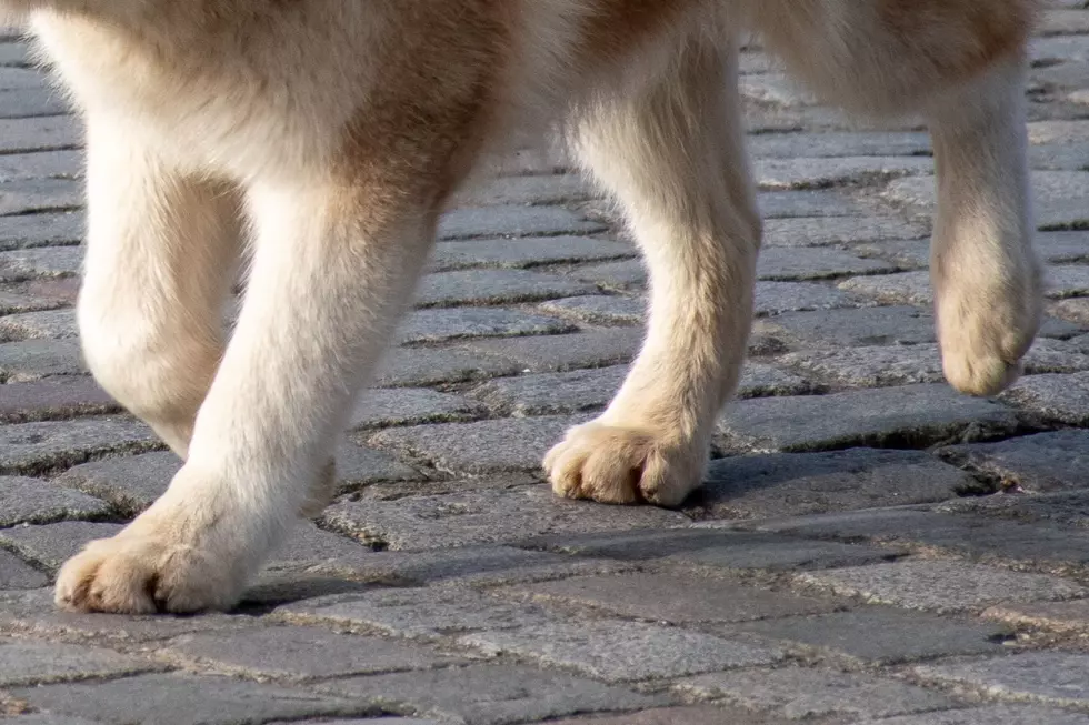 Bangor Beware! These Hot Temps Pose Dangers to Your Pets
