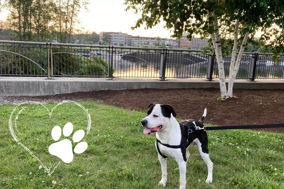 Toby and I Wish All Adorable Mixed Breeds a Very Happy Mutt Day