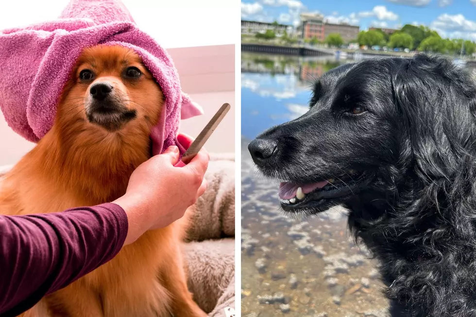 8 Pet Grooming Spots for Your Furbaby in Bangor