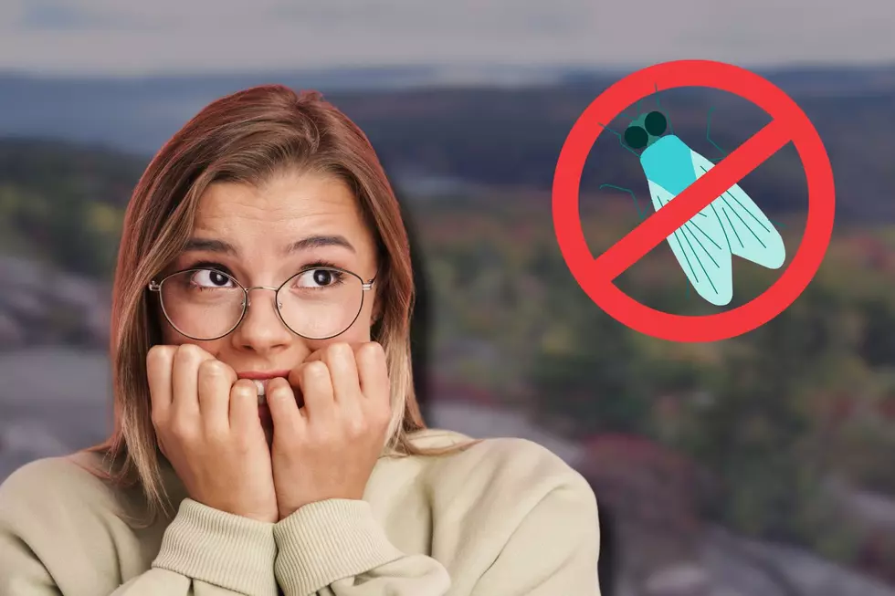 Maine Will Soon Be Invaded by a Bug You Shouldn’t Kill