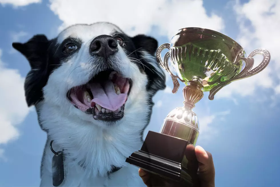 Maine Voted This Dog Breed as the Best