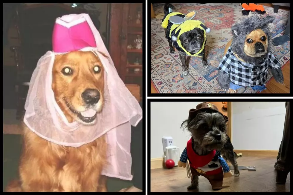 Furry Trick-or-Treaters of Maine