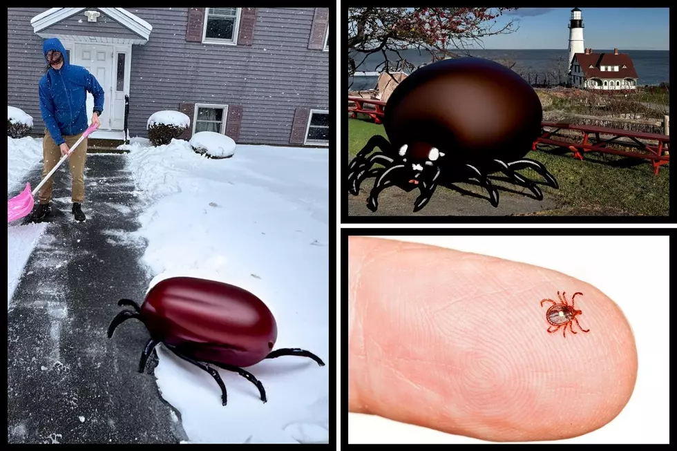 Time to VOTE: Regular Sized Maine Ticks or Make Them 6-Feet?