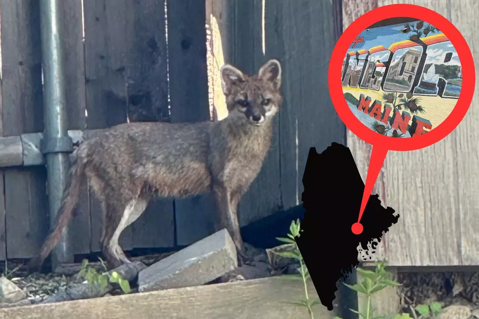 Why Bangor, Maine Might Be the Wildest City in New England (Literally)